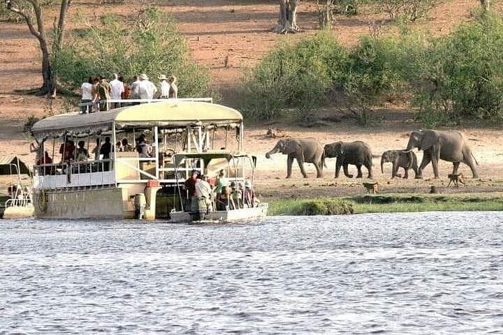 Chobe Day Trip: 60-Minute River Cruise for Hippos, Crocs & Riverbank Wildlife