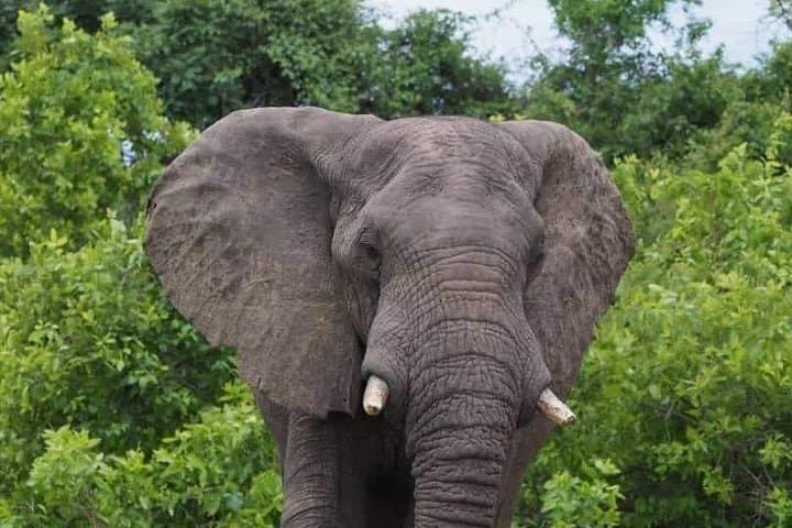 Chobe Day Trip: 60-Minute River Cruise for Hippos, Crocs & Riverbank Wildlife photo 2