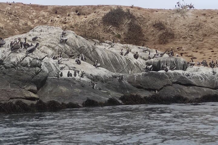 Day Trip from Santiago: Penguin Island & Zapallar Horseback Adventure photo 1
