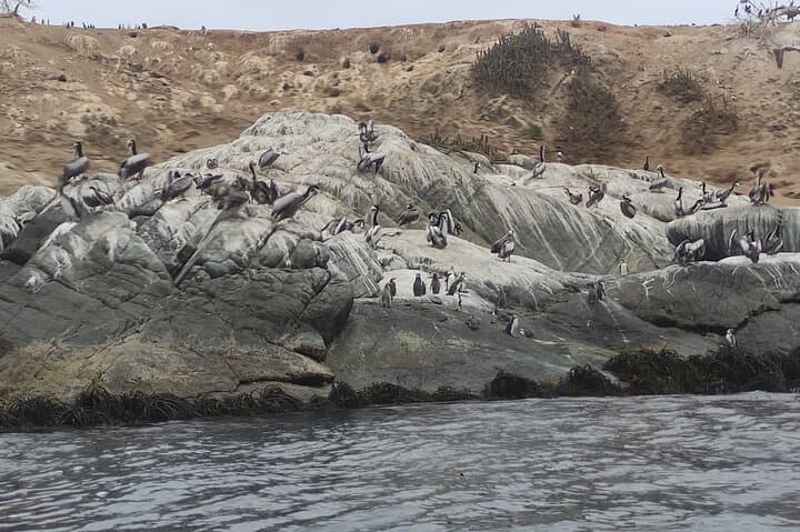 Day Trip from Santiago: Penguin Island & Zapallar Horseback Adventure photo 2