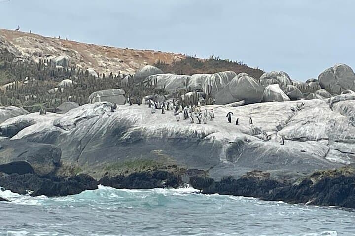Day Trip from Santiago: Penguin Island & Zapallar Horseback Adventure photo 3