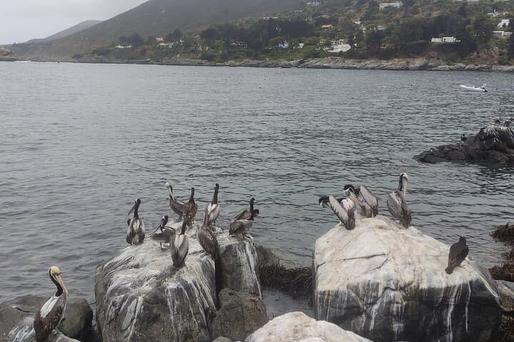 Day Trip from Santiago: Penguin Island & Zapallar Horseback Adventure photo 4