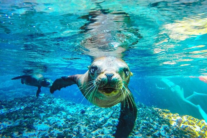Coronado Island Snorkeling & Beach Picnic — Day Trip from Loreto