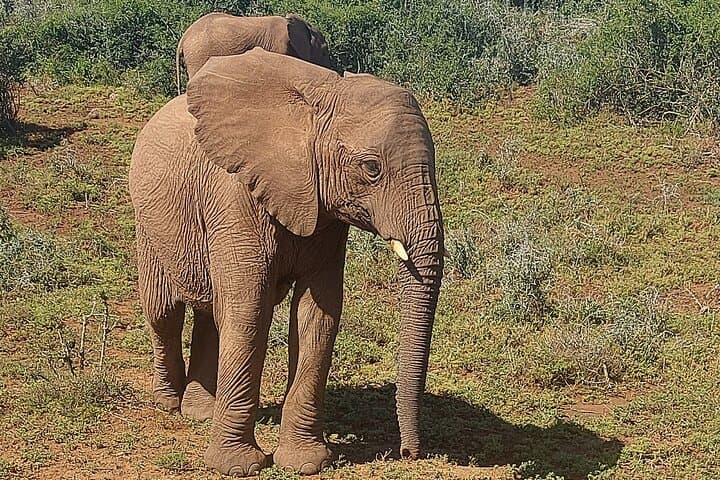 Schotia Big 5 Safari — Day Game Drive from Port Elizabeth photo 2