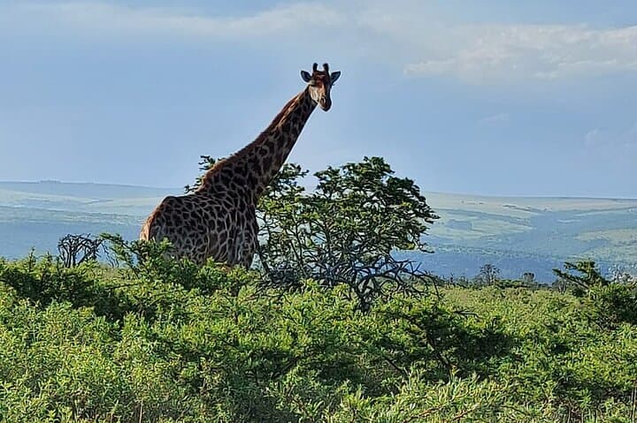 Schotia Big 5 Safari — Day Game Drive from Port Elizabeth photo 4