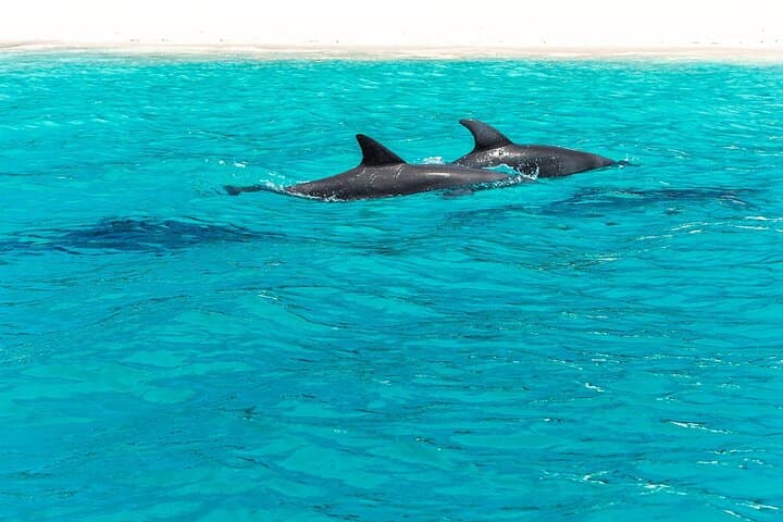 Dolphin Watching, Mnemba Snorkel & Sandbank Day Trip from Zanzibar