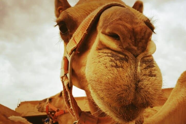 Agafay Desert Quad Bike and Camel Riding Experience Near Marrakech photo 3
