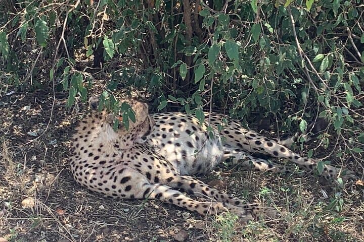 3-Day Masai Mara Jeep Safari — Big Five Game Drives from Nairobi photo 2