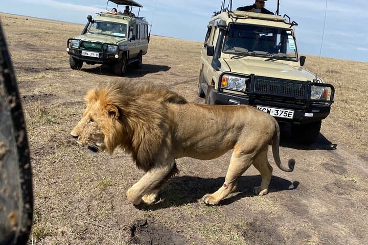 3-Day Masai Mara Jeep Safari — Big Five Game Drives from Nairobi photo 4
