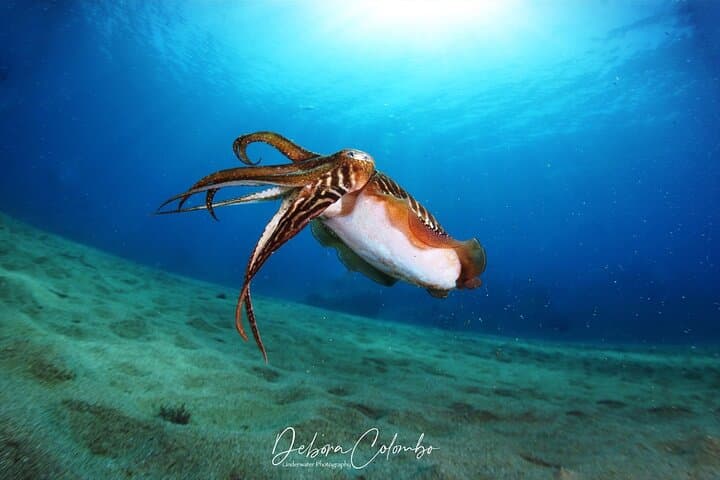 Discover Lanzarote's Underwater Shores: Guided Snorkeling in Playa Blanca photo 2