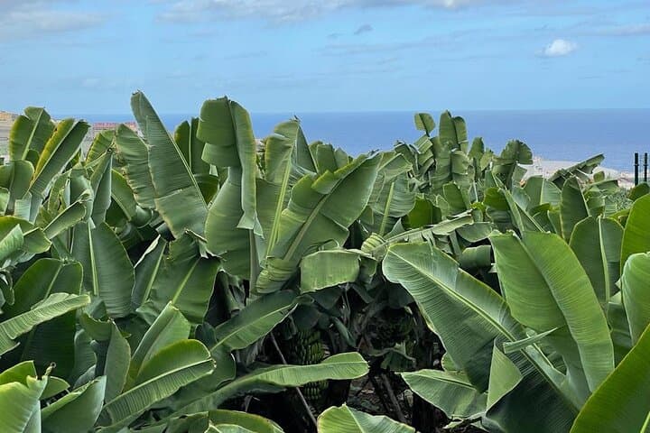 Inside Arucas's Banana Museum: Guided Banana-Farm Tour in Gran Canaria