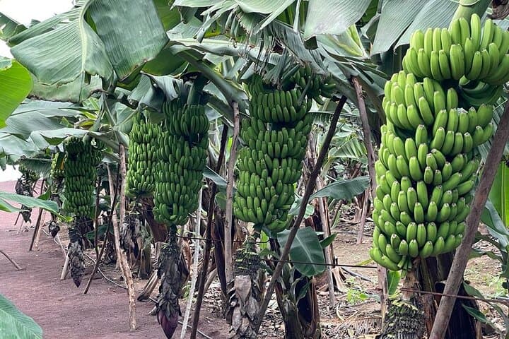 Inside Arucas's Banana Museum: Guided Banana-Farm Tour in Gran Canaria photo 4