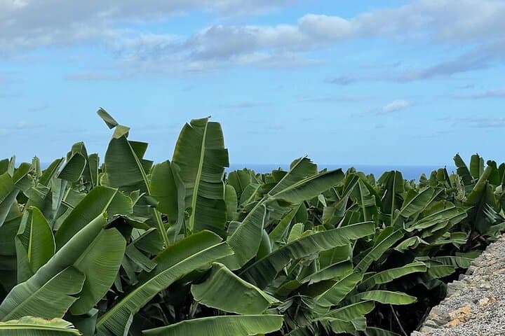 Inside Arucas's Banana Museum: Guided Banana-Farm Tour in Gran Canaria photo 6