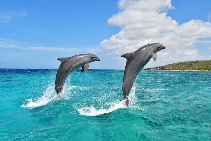 Wasini Dolphin Snorkeling & Kisite Mpunguti Marine Park Day Trip from Shimoni