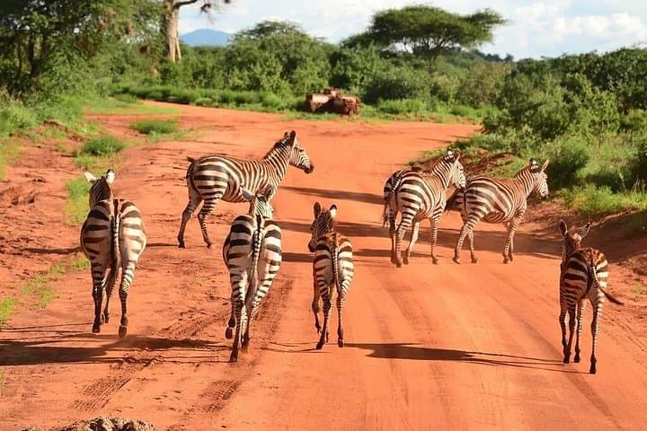 Tsavo East Day Safari — Red-Earth Plains, Elephants & Birdlife photo 1