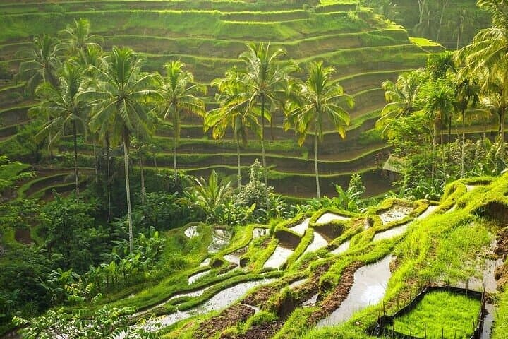 Private Bali Car Hire with English-Speaking Driver — Customize a 6–12 Hour Island Tour photo 4
