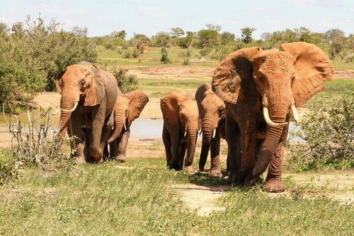 Tsavo East Day Safari — Red-Earth Plains, Elephants & Birdlife photo 2