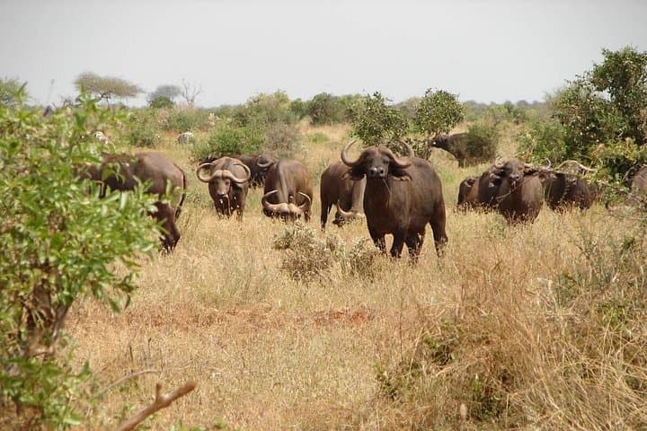 Tsavo East Day Safari — Red-Earth Plains, Elephants & Birdlife photo 3