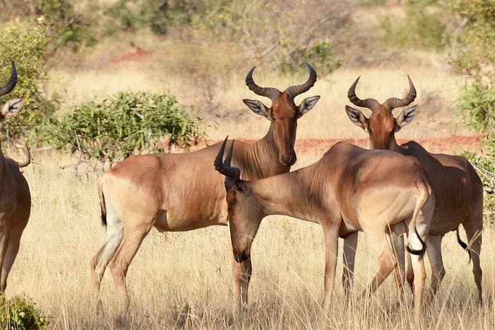 Tsavo East Day Safari — Red-Earth Plains, Elephants & Birdlife photo 4
