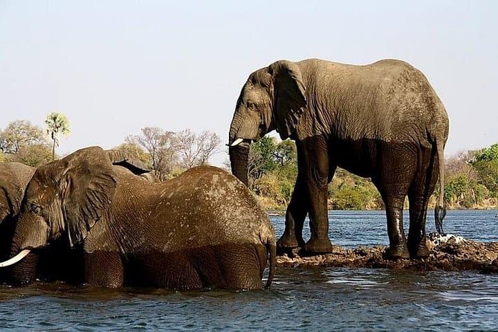 5-Day Victoria Falls Safari: Hwange, Chobe & Zambezi Sunset Cruise photo 4