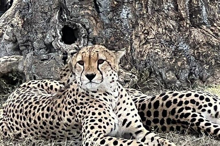 3-Day Masai Mara Road Safari: Classic Big Five Game Drive from Nairobi photo 4