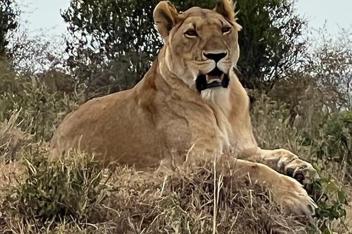 Exploring Nairobi National Park and Crescent Island: A Private Wildlife Safari from Nairobi photo 2