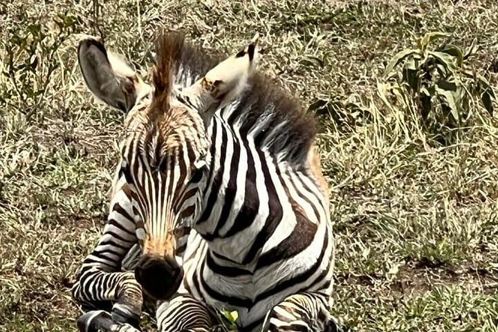 3-Day Masai Mara Road Safari: Classic Big Five Game Drive from Nairobi photo 3