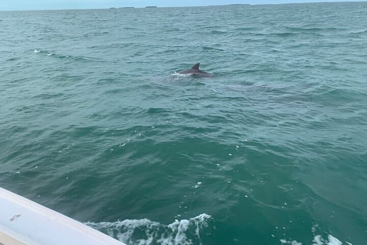 Custom Charters in Key West with a Local Captain — Dolphins, Snorkeling & Sandbars photo 4