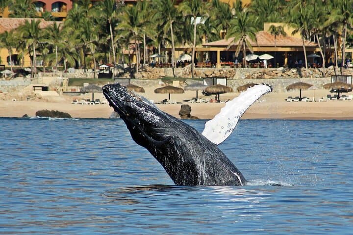 Cabo Whale-Watching Adventure: Hydrophone Encounters & Pacific Migration photo 6