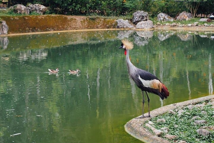 Cebu Safari Adventure Park Day Tour: Wildlife, Ziplines & ATVs photo 1
