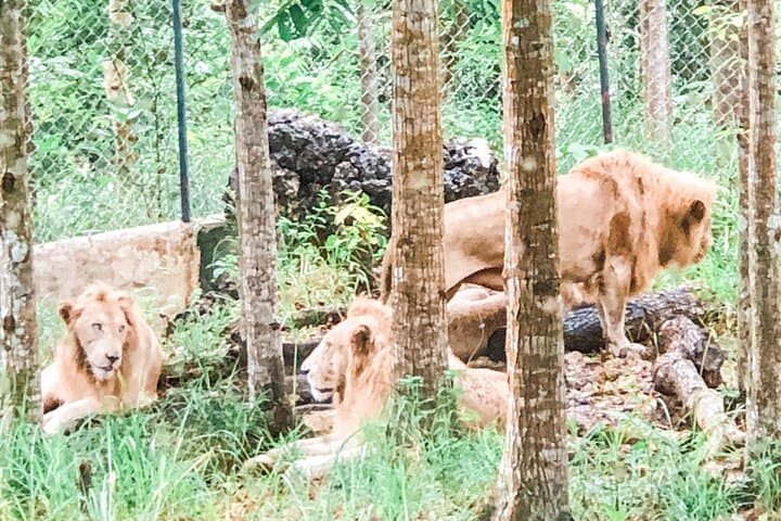 Cebu Safari Adventure Park Day Tour: Wildlife, Ziplines & ATVs photo 2