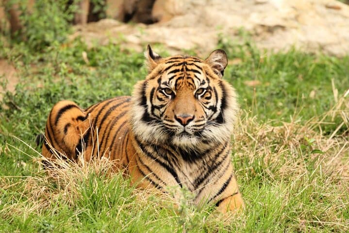 Cebu Safari Adventure Park Day Tour: Wildlife, Ziplines & ATVs photo 3