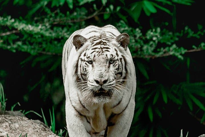 Cebu Safari Adventure Park Day Tour: Wildlife, Ziplines & ATVs photo 4
