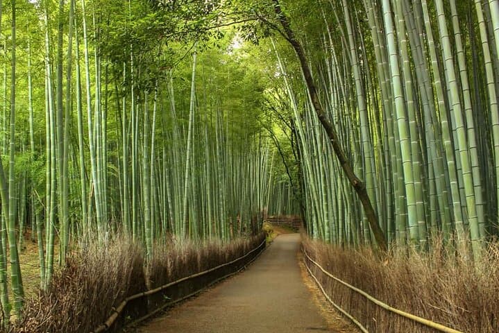 Northern Cebu Adventure Tour — Aisle of Medellin, Bamboo Forest & S/V Master's Dragon Peak photo 2
