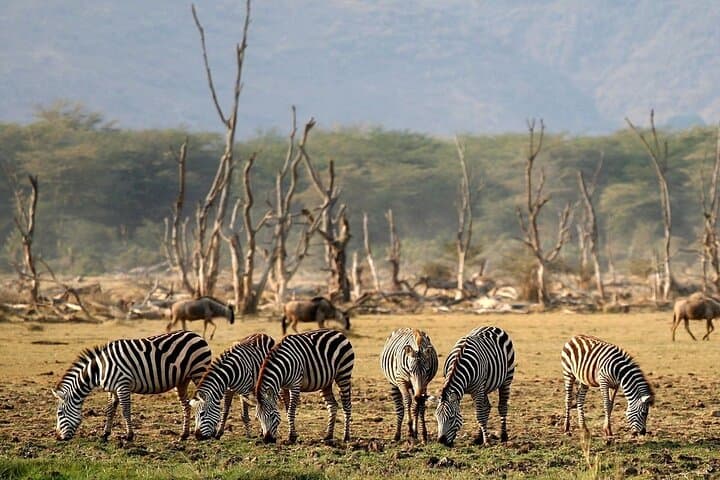4-Day Luxury Safari from Zanzibar to Manyara, Serengeti & Ngorongoro photo 4
