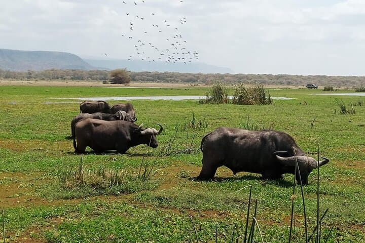4-Day Luxury Safari from Zanzibar to Manyara, Serengeti & Ngorongoro photo 5