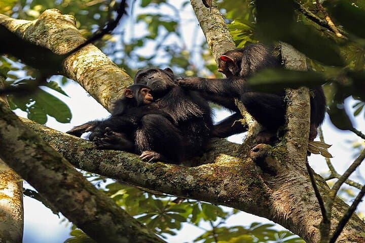 7-Day Uganda Safari: Gorilla Trekking, Chimpanzees & Kazinga Channel Wildlife photo 2