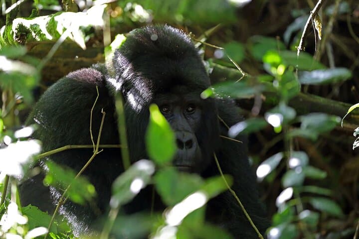 7-Day Uganda Safari: Gorilla Trekking, Chimpanzees & Kazinga Channel Wildlife photo 3