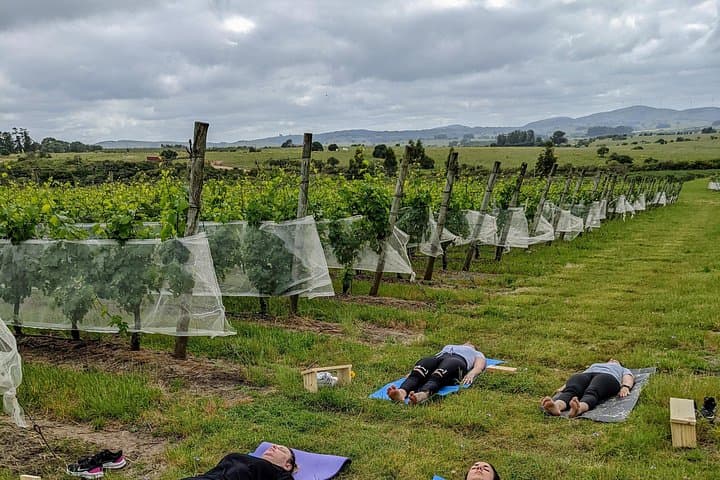 Vineyard Yoga & Brunch at Viña Edén — Morning Mindfulness Near Punta del Este photo 3