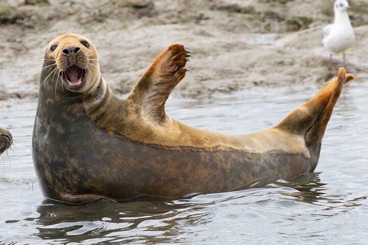 Beaulieu River Wildlife Cruise: 2.5-Hour Sightseeing from Buckler's Hard