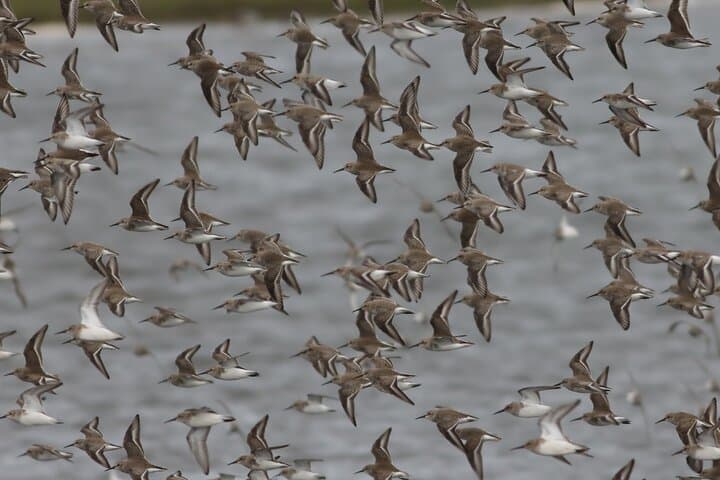 Beaulieu River Wildlife Cruise: 2.5-Hour Sightseeing from Buckler's Hard photo 2