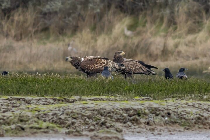 Beaulieu River Wildlife Cruise: 2.5-Hour Sightseeing from Buckler's Hard photo 4