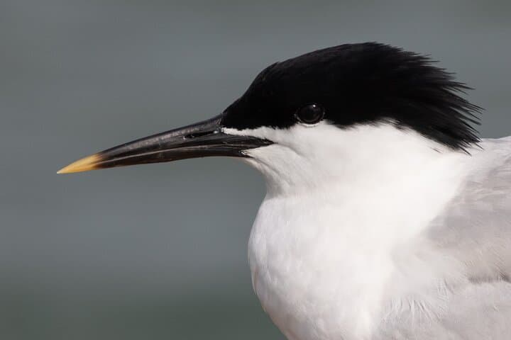 Beaulieu River Wildlife Cruise: 2.5-Hour Sightseeing from Buckler's Hard photo 5