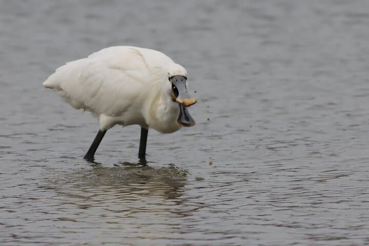 Beaulieu River Wildlife Cruise: 2.5-Hour Sightseeing from Buckler's Hard photo 6