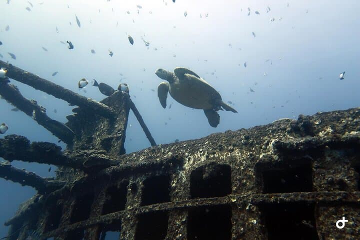 Oahu Deep Wreck Dives: Small-Group Shipwreck & Reef Adventure photo 4