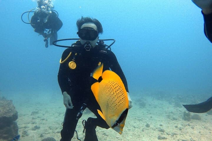Introductory Scuba Dive in Oahu: Discover Shallow Reefs & Hawaiian Marine Life photo 4