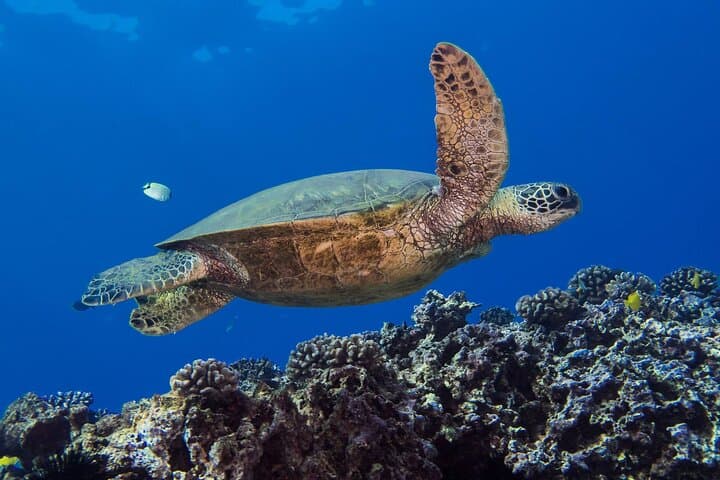 Introductory Scuba Dive in Oahu: Discover Shallow Reefs & Hawaiian Marine Life photo 6