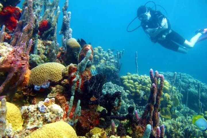 Scuba Diving at Playa Blanca Barú: Day Trip from Cartagena with Lunch photo 3