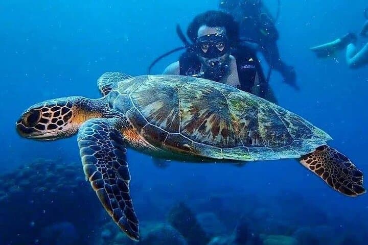 Scuba Diving at Playa Blanca Barú: Day Trip from Cartagena with Lunch photo 4