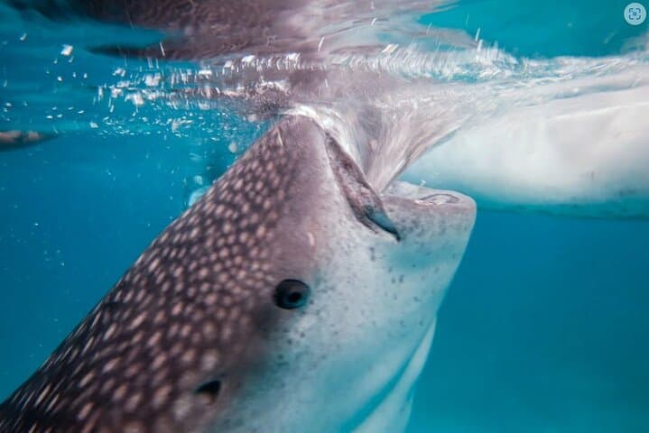 Oslob Whale Shark Watching and Kawasan Canyoneering: Full-Day Cebu Adventure photo 3